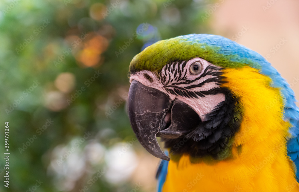 close up of a colorful parrot, Ara parrot. Blue-yellow Macaw.