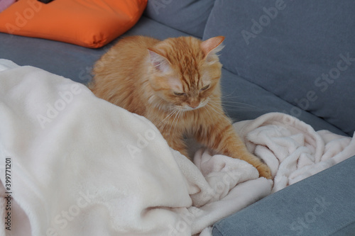 毛布をふみふみする猫（マンチカン）