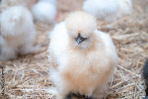Polish chicken , Cute Silkie hen are walking in the cage.