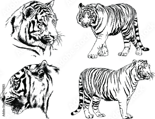 vector drawings sketches different predator   tigers lions cheetahs and leopards are drawn in ink by hand   objects with no background