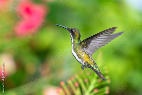A female Black-throated Mango hummingbird hovering in the air facing away from camera with a blurred background. wildlife in nature. Tropical bird in garden