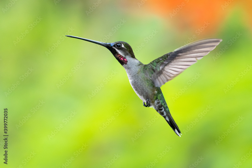 Naklejka premium A Long-billed Starthroat hummingbird, heliomaster longirostris, hovering with a bright blurred background. 