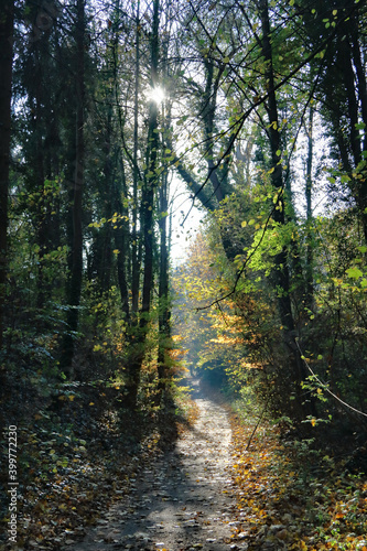 Herbstwald