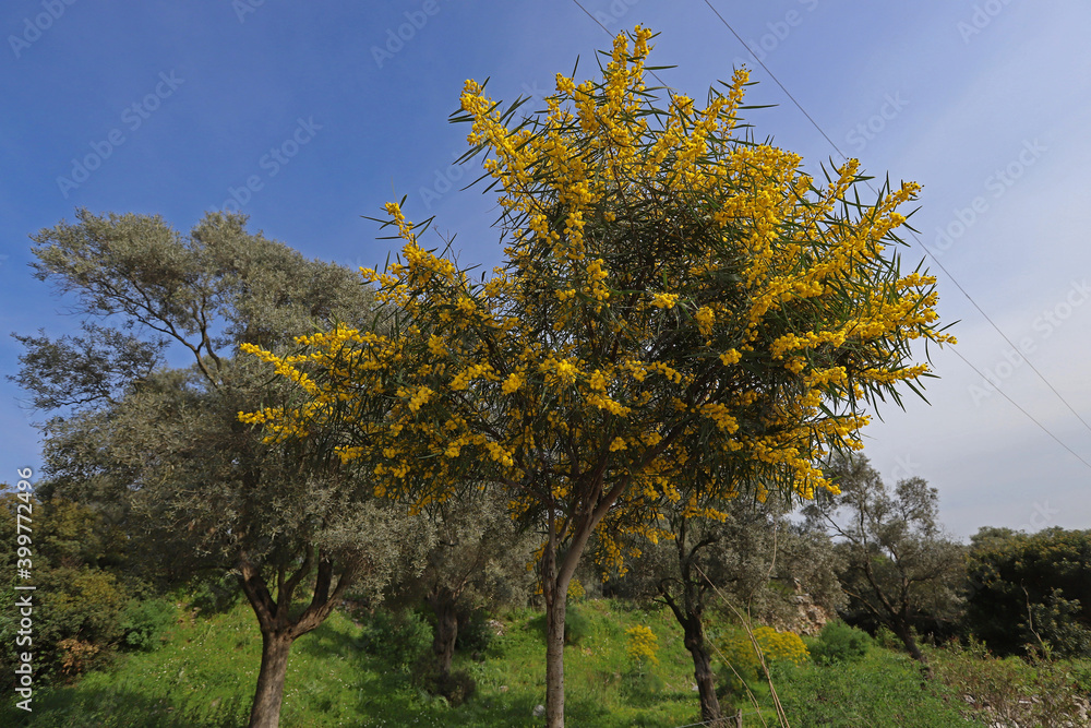 Fototapeta premium Mimosa tree (acacia dealbata)