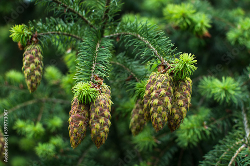 Douglas fir tree branch with cones and aphids on them photo