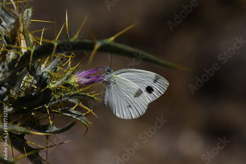 Krüper's White Angel butterfly /Pieris krueperi photo