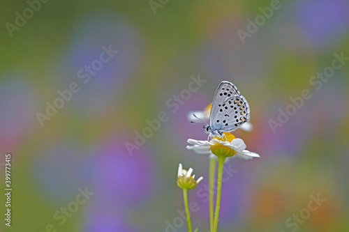 Wallpaper Mural Bavius Blue butterfly / Rubrapterus bavius Torontodigital.ca