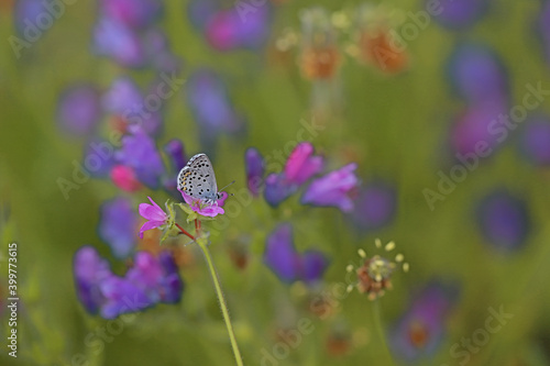 Bavius Blue butterfly / Rubrapterus bavius © mylasa