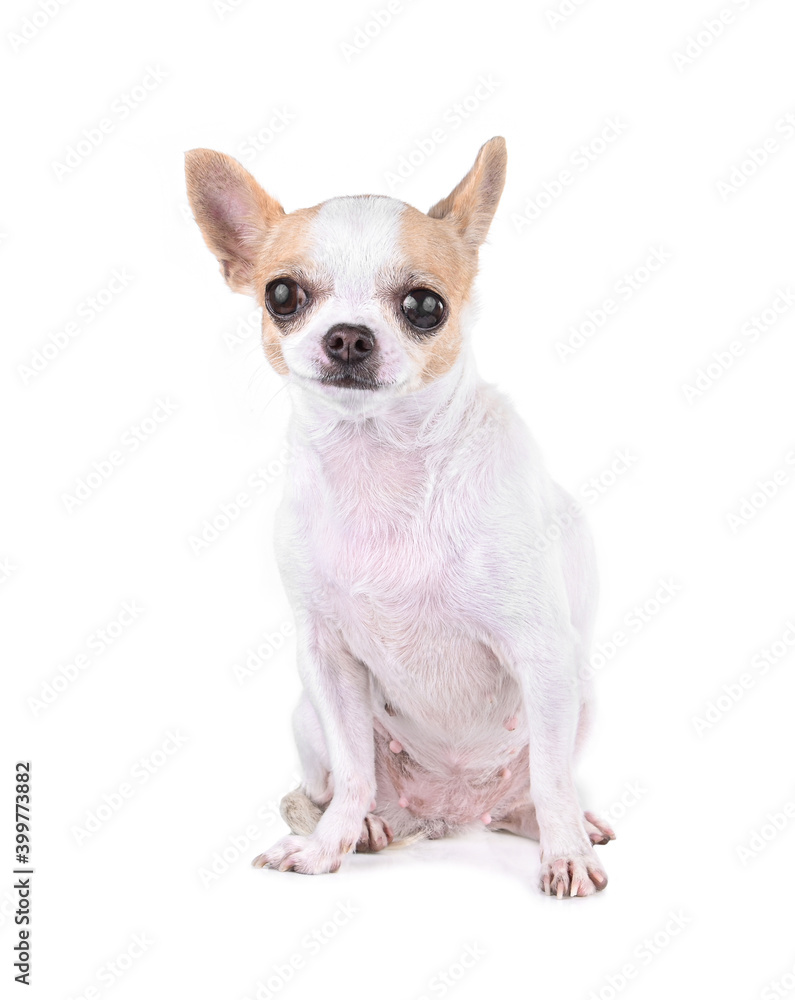  Chihuahua isolated on white  background.