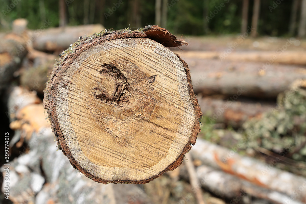 freshly cut birch log close up end of tree on blurred forest background freshly cut birch log close up end of tree on blurred forest background