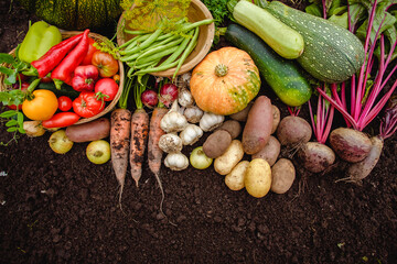 Harvest vegetables on the ground. Potatoes, carrots, beets, peppers, tomatoes, cucumbers, beans, pumpkin, onions and garlic. Autumn harvest farmers