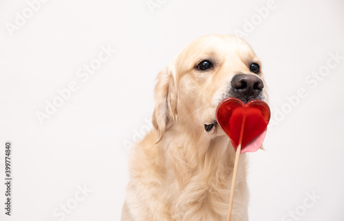 A cute dog licks a heart-shaped lollipop. Golden retriever eating candy for valentine's day on white background.