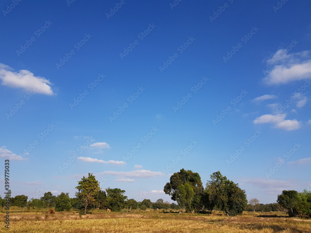 Natural view paddy field after rice harvesting With clear sky