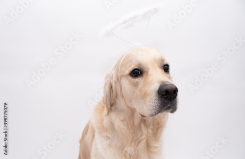 A golden retriever looks at the camera on a white background with a halo on his head. dog cupid