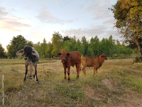 Three calves stood in the field.