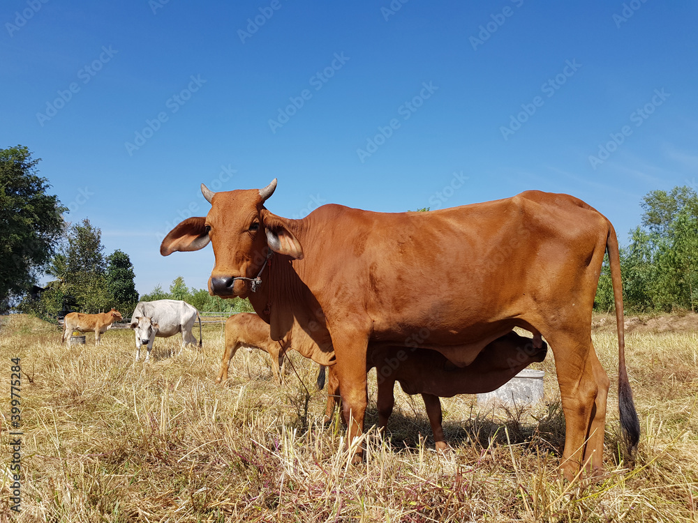 A cow is standing and feeding the calf to milk.