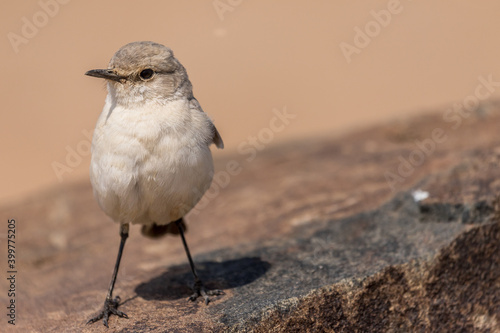 Marico Flycatcher on a rock in the Moon Valley near Swakopmund in Namibia photo