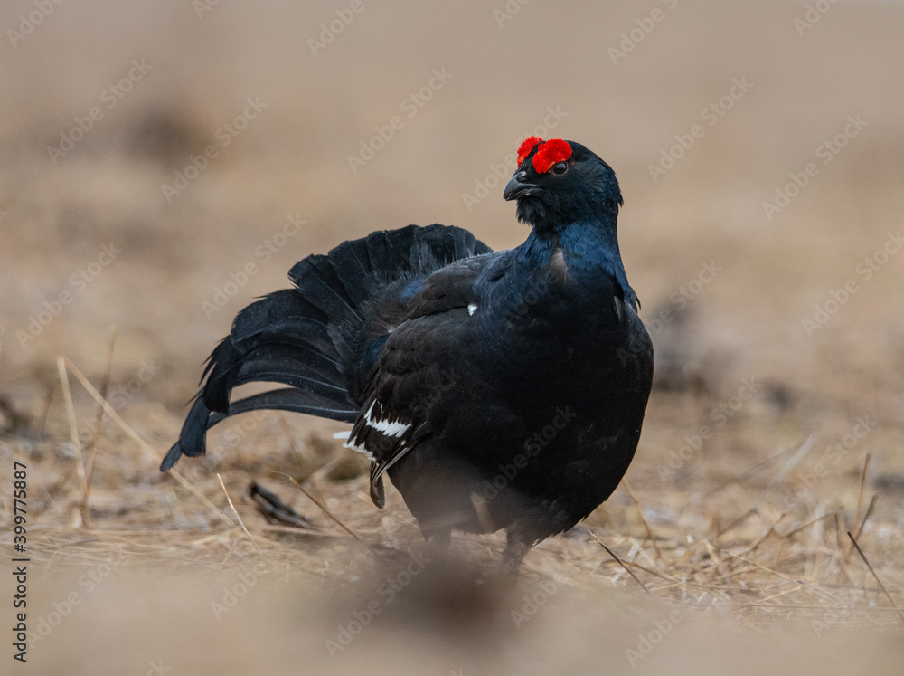 Black grouse in the nature Black grouse in the nature