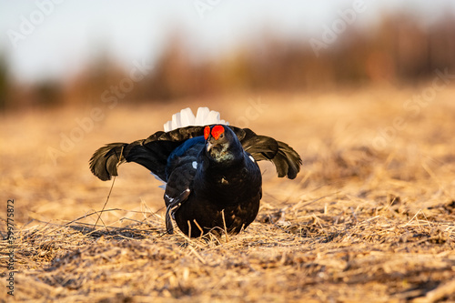 Tela Black grouse in the nature