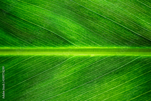 Closeup of palm tree leaf in the jungle of Sri Lanka.