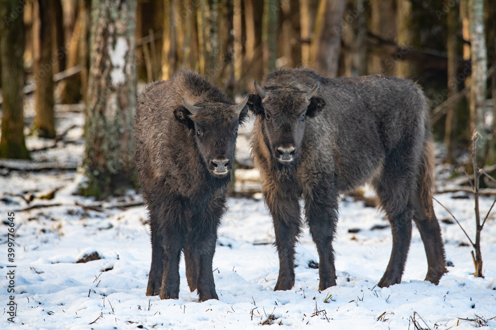 Bison in the forest Bison in the forest