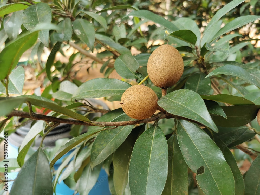 Manilkara zapota, commonly known as sapodilla, sapota, chikoo, naseberry, or nispero. on a tree Manilkara zapota, commonly known as sapodilla, sapota, chikoo, naseberry, or nispero. on a tree