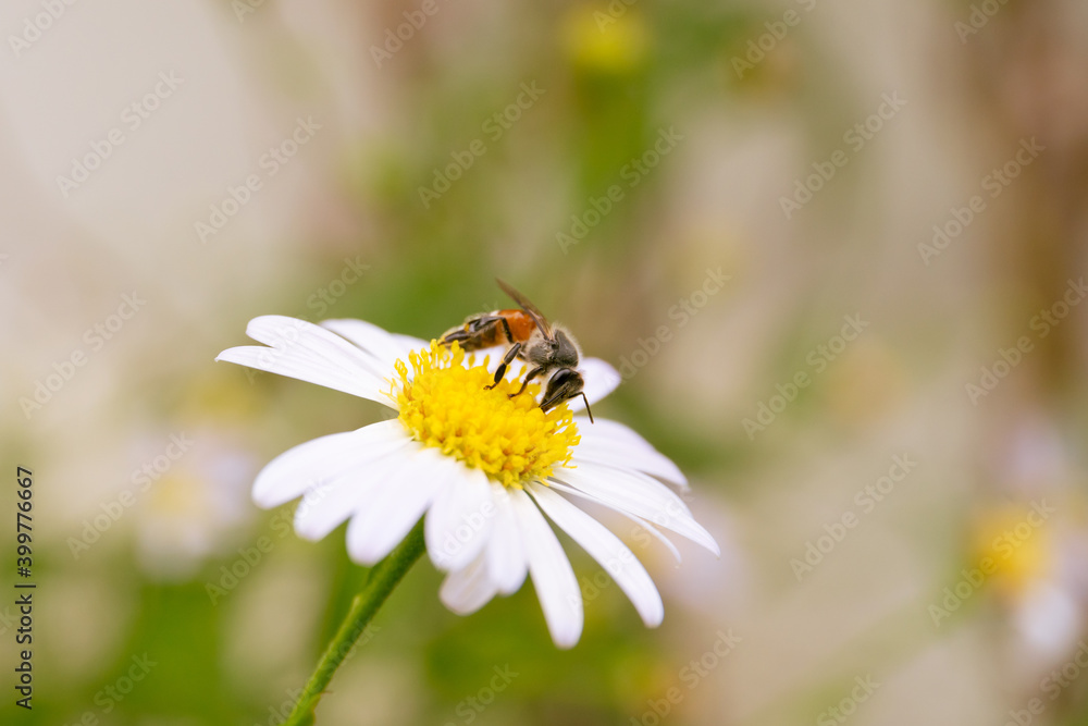 Small bee collecting a pollen on Margaret Flower close up with real blurred nature background. Group of a beautiful Daisy and Margaret flower in garden with copyspace.
