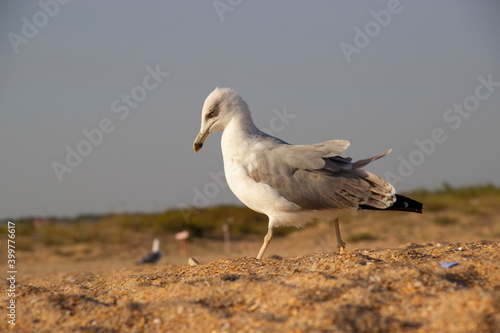 A lonely seagull wanders the sand