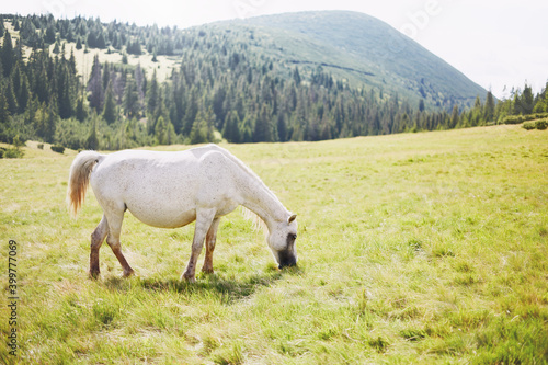 Close-up of a wild horse in the mountains in the summer on a pasture.