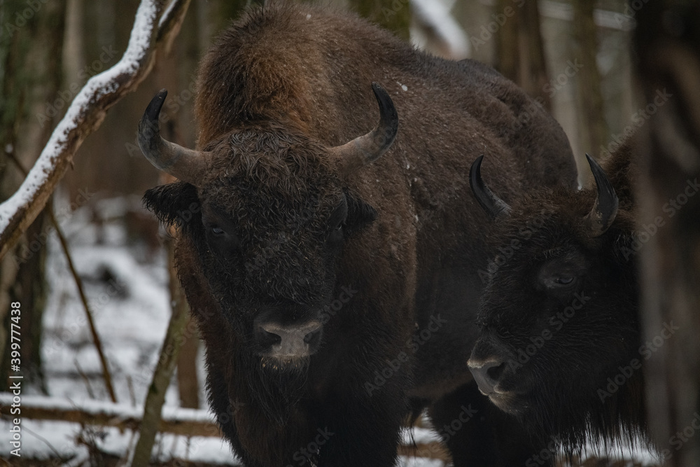 Fototapeta premium bison in winter forest