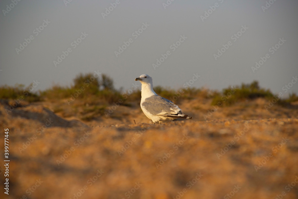 Fototapeta premium A lonely seagull wanders the sand