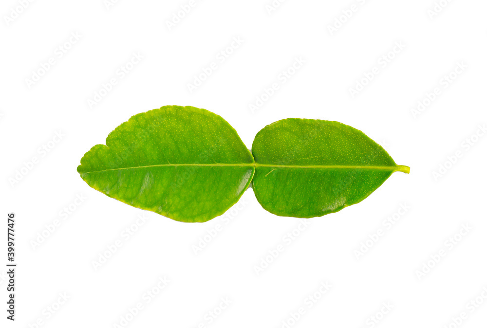 Obraz premium Isolated herbs natural greens herbs green leaves natural aromatic white background with clipping path.