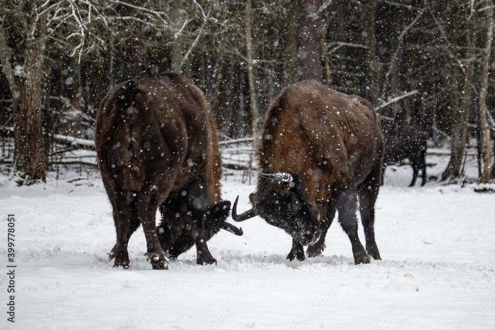 bison in winter forest bison in winter forest