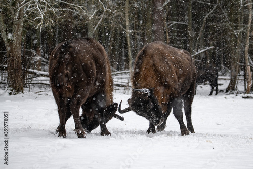 bison in winter forest