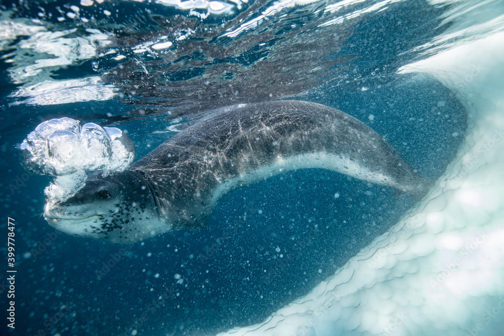 Fototapeta premium Leopard seal underwater in Antarctica