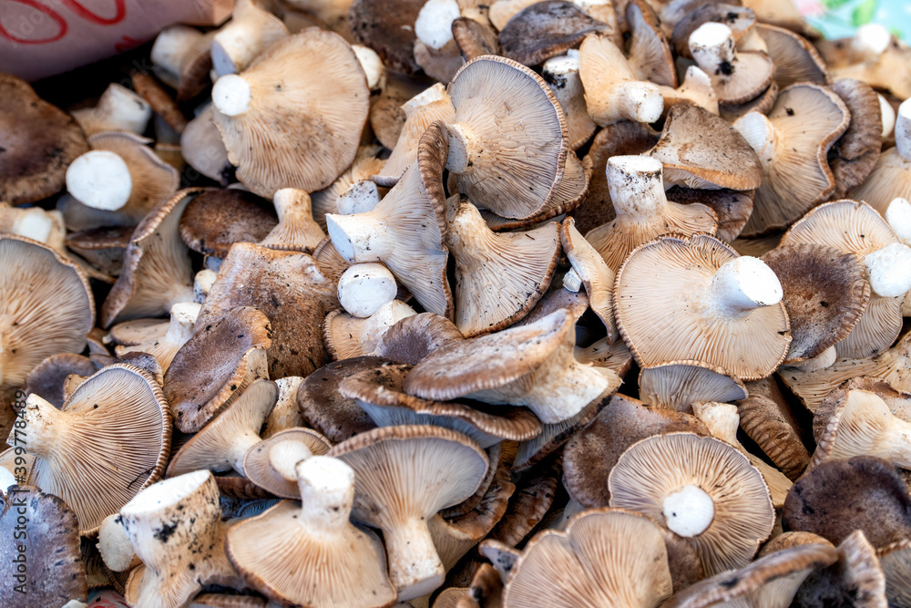A group of king trumpet mushrooms (Pleurotus eryngii) for sale at an outdoor market.