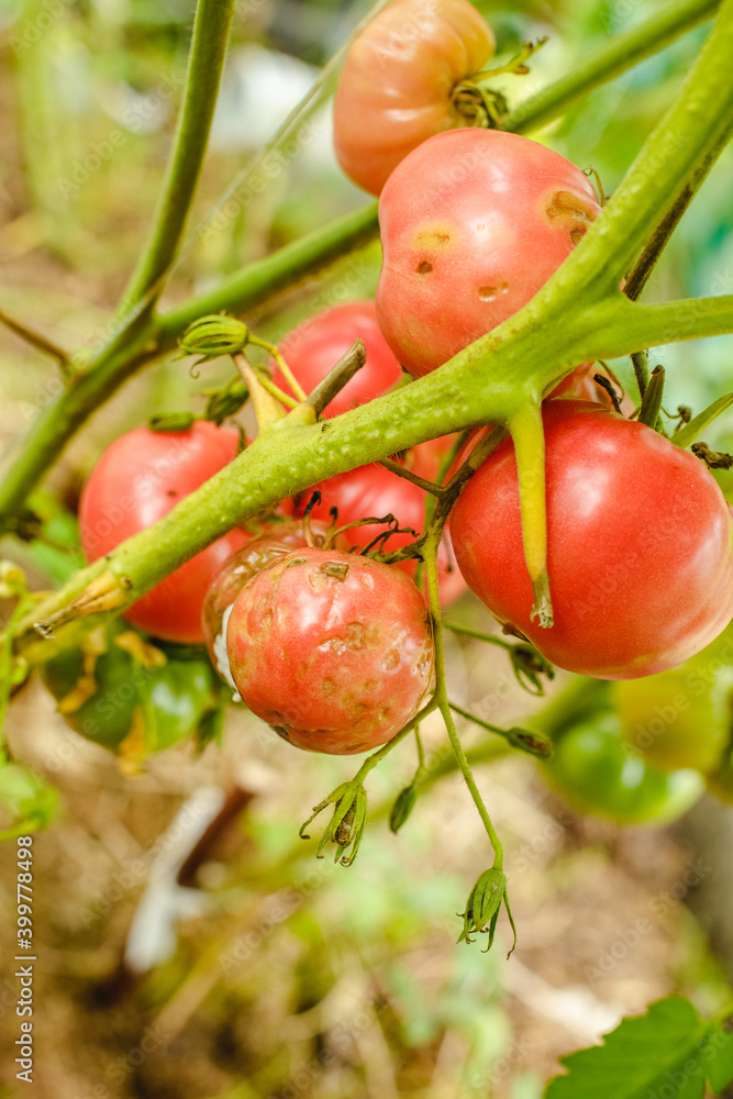 Diseased tomato plants. Sick vegetables. Farm greenhouse diseases