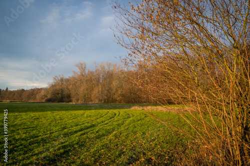 Flat autumn landscape with deciduous forest and meadow
