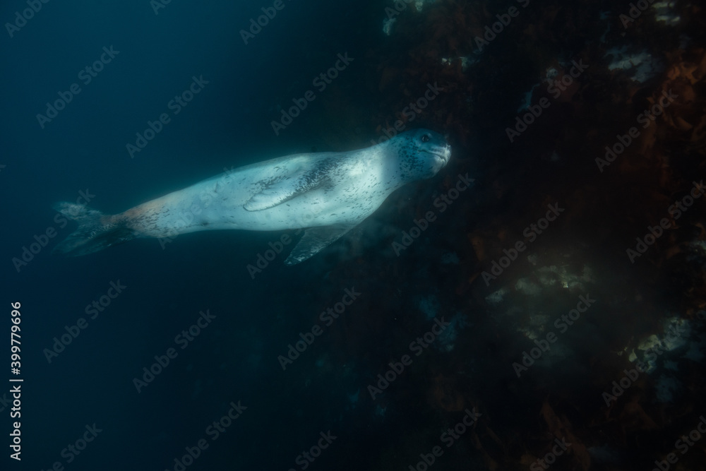 Leopard seal underwater in Antarctica Leopard seal underwater in Antarctica