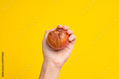A female hand holds a rotten apple with a worm on a yellow background. Expired products