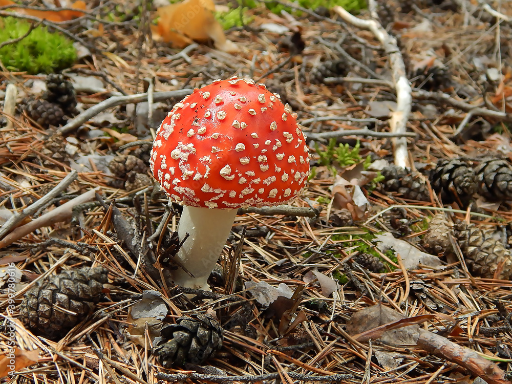 amanita muscaria mushroom amanita muscaria mushroom