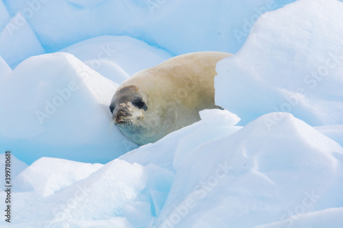 seal on the ice