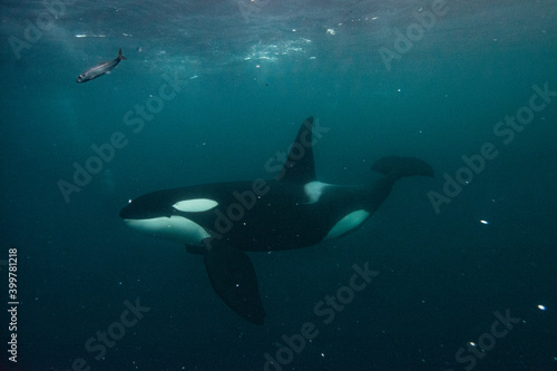 Orca underwater in Norway