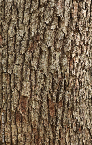 木の幹の背景素材テクスチャ