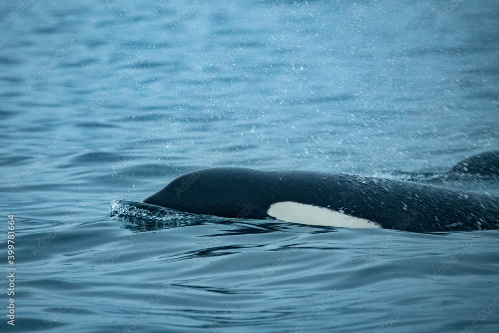 Fototapeta premium Orca underwater in Norway