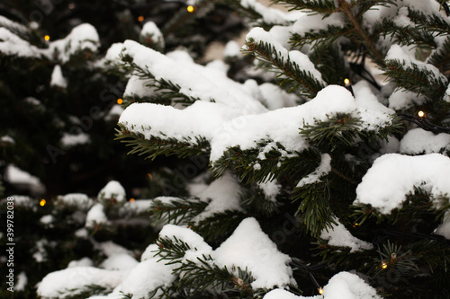 real spruce branches with snow, decorated with garlands. Real snowy cold winter