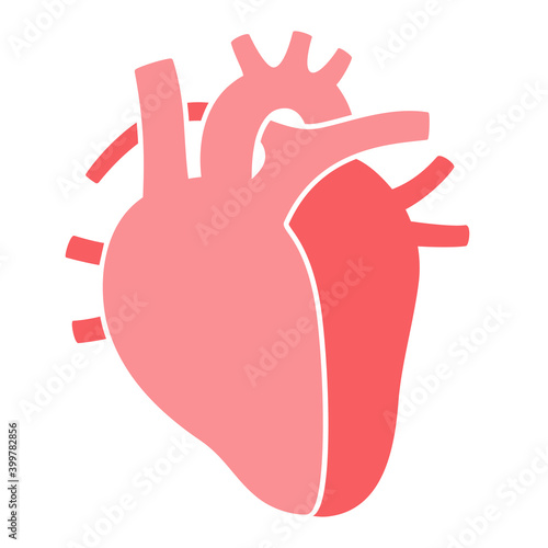 Internal human organs