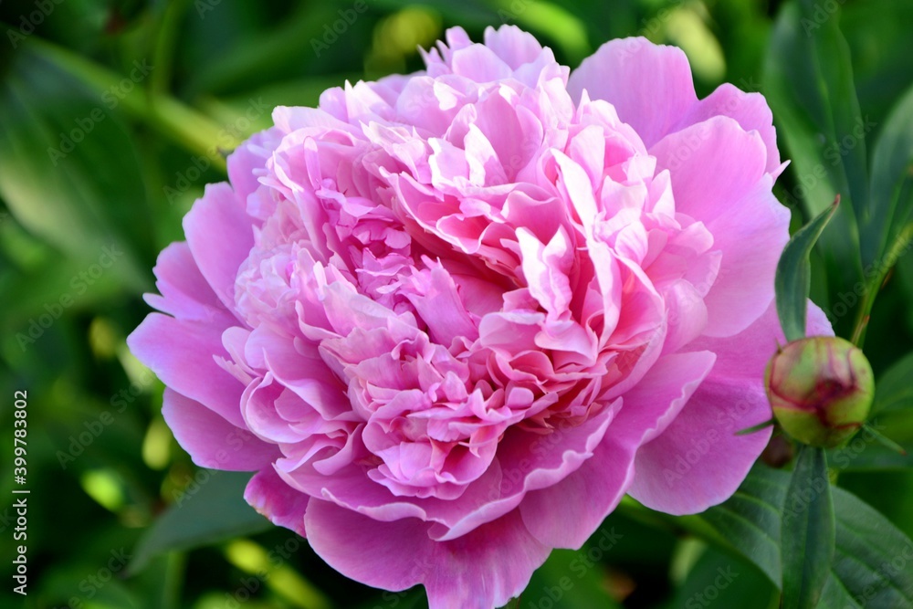 Pink huge luxurious peony flower illuminated by the sun in a blooming garden close up.