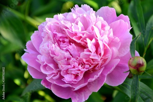 Pink huge luxurious peony flower illuminated by the sun in a blooming garden close up.