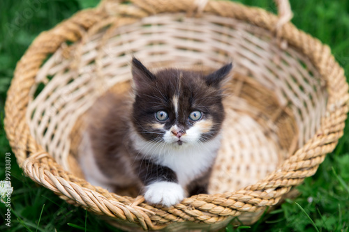 A small kitten in a wicker basket. Black Kitten with white paws and breast. The concept of pet care
